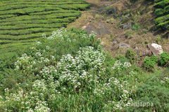 Montanoa bipinnatifida